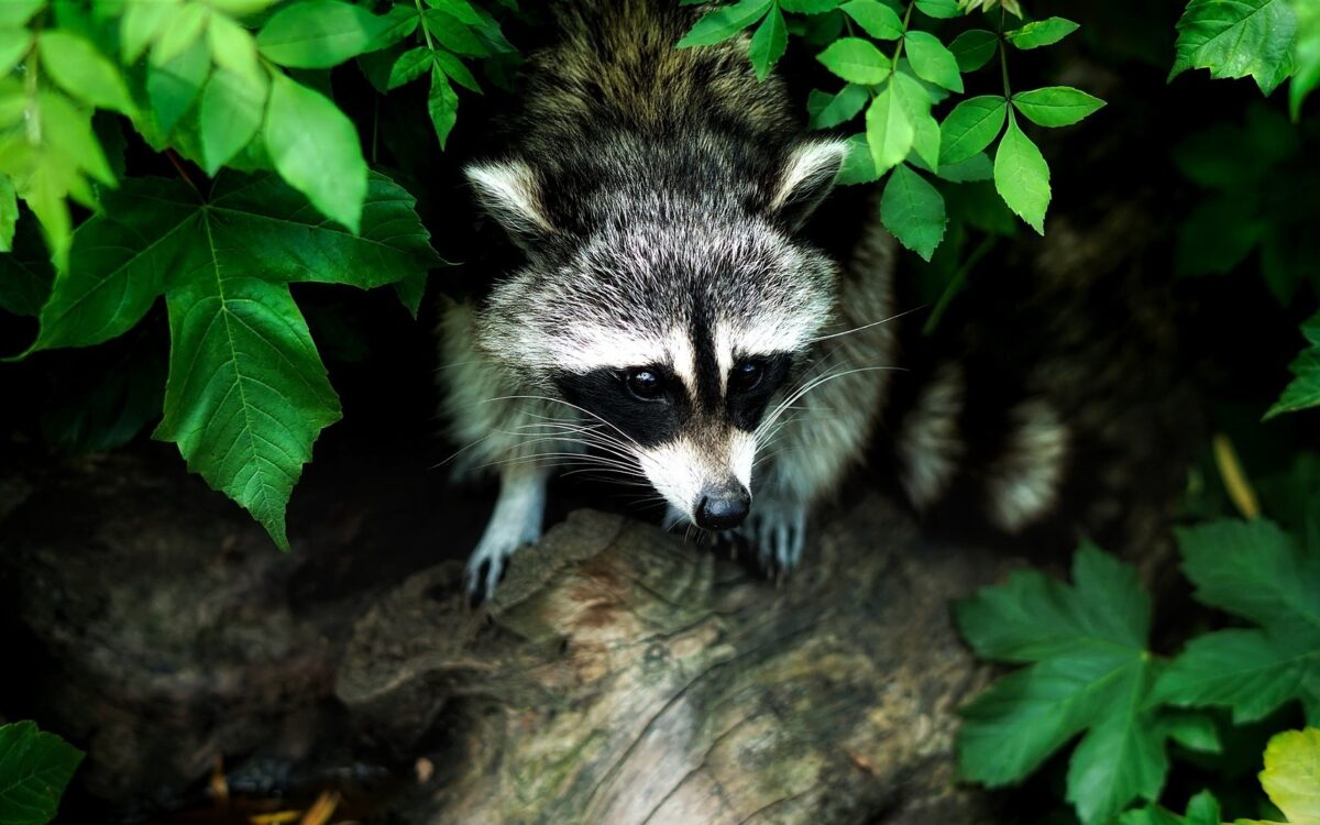 Ein Waschbär spitzt aus einem Busch Ein Waschbär spitzt aus einem Busch